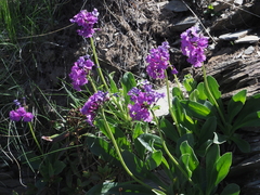 Primula latifolia