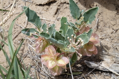 Tripterocalyx micranthus