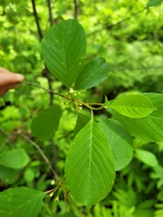 Frangula alnus