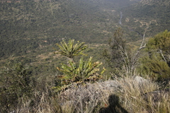Encephalartos natalensis