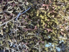 Selaginella denticulata