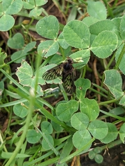 Chrysopilus velutinus