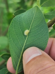 Euura pedunculi