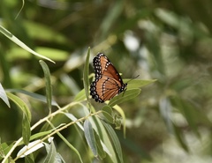 Limenitis archippus obsoleta