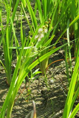 Sparganium emersum