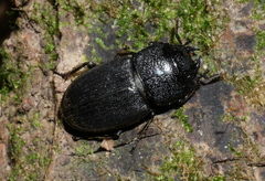 Aegus chelifer