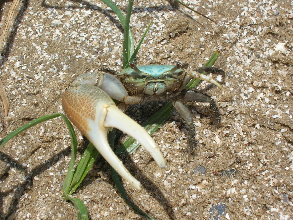 Gulf marsh fiddler
