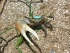 Gulf Marsh Fiddler Crab - Photo (c) Junglecat, some rights reserved (CC BY-SA)