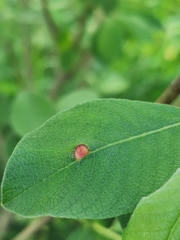 Euura pedunculi