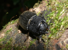 Aegus chelifer