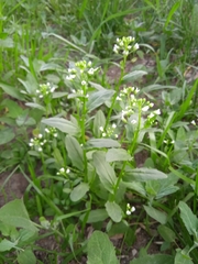 Thlaspi arvense