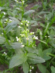 Thlaspi arvense