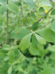 Euura pedunculi