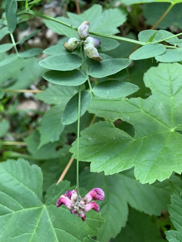 hrachor čierny (Lathyrus niger)