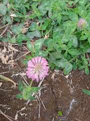 Trifolium pratense