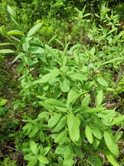 Rhododendron canadense