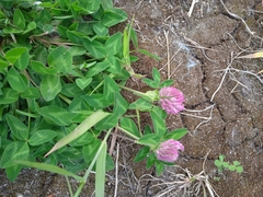 Trifolium pratense