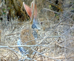 Lepus alleni