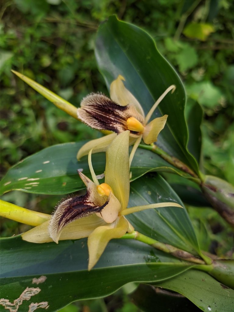 Coelogyne ovalis