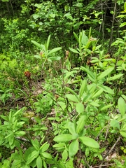 Rhododendron canadense