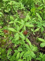 Rhododendron canadense