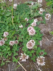 Trifolium repens