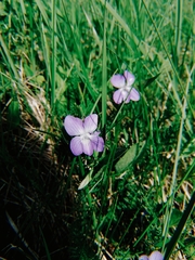 Viola nemoralis
