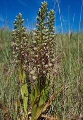 Himantoglossum hircinum