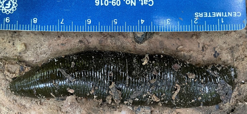 Haemopis septagon