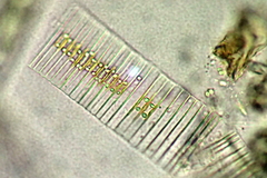 Fragilaria