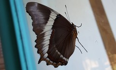 Siproeta epaphus trayja