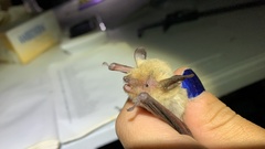 Myotis thysanodes