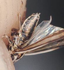 Cicadellidae