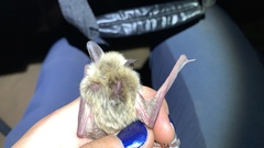Myotis thysanodes