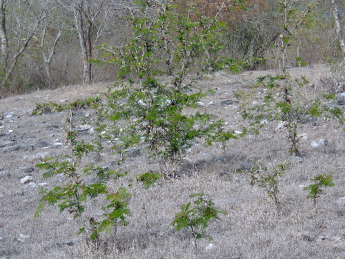 Vachellia cornigera, photograph 2