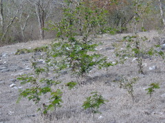 Vachellia cornigera, photograph Tereso Hernández Morales, CC BY, iNaturalist via GBIF