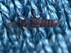 Osoriinae