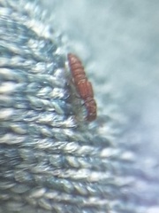 Osoriinae