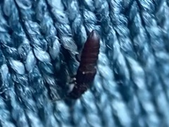 Osoriinae
