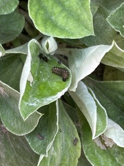 Vanessa virginiensis