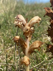 Orobanche caryophyllacea
