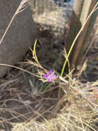 iNaturalist observation photo of panicled willowherb