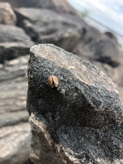Calligrapha spiraeae
