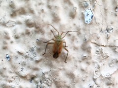 Closterotomus krueperi