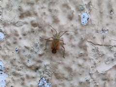 Closterotomus krueperi