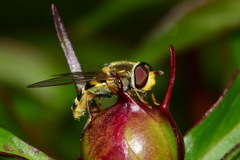 Syrphus vitripennis