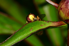 Syrphus vitripennis