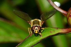 Syrphus vitripennis