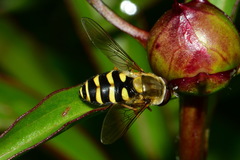 Syrphus vitripennis