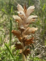 Orobanche caryophyllacea